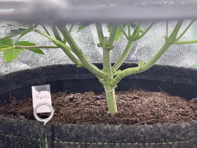 Samy Deluxe Solo. Week 4
