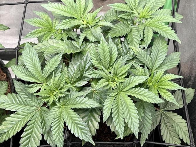 Samy Deluxe Solo. Week 4