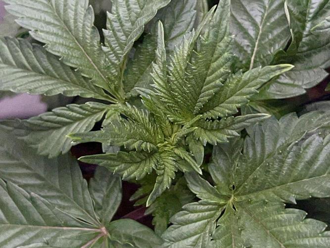 Dynamite Diesel. Week 4