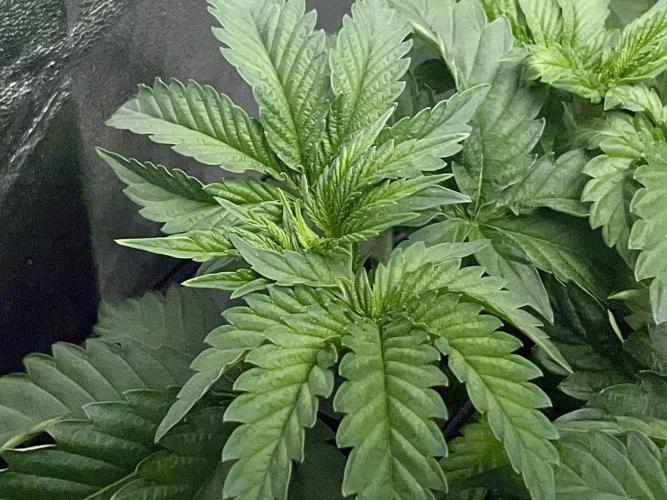 Royal Gorilla. Week 4