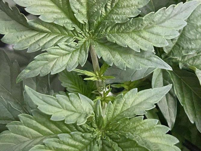 Royal Gorilla. Week 4