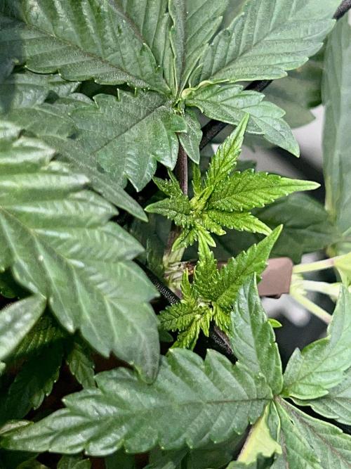 Samy Deluxe Solo. Week 4