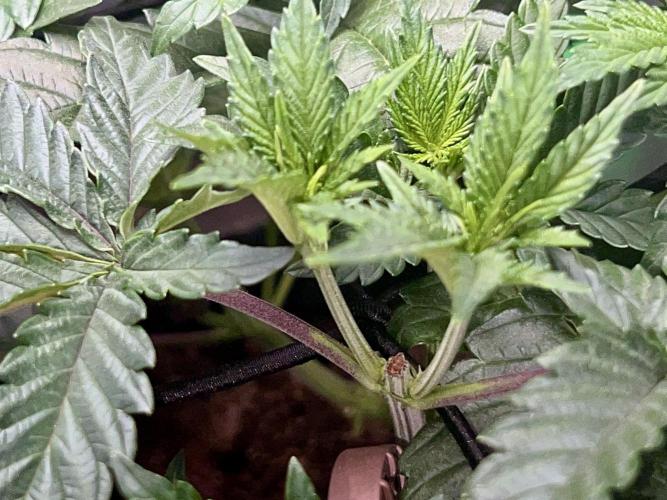 Dynamite Diesel. Week 4
