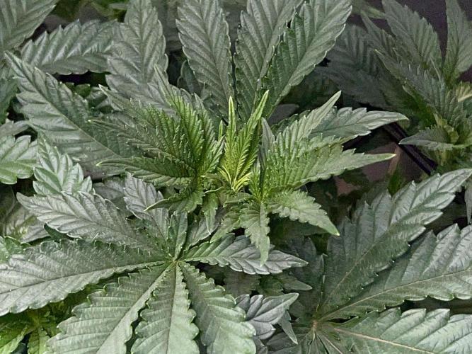 Dynamite Diesel. Week 5