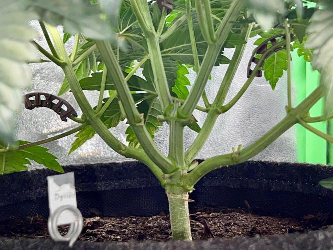 Dynamite Diesel. Week 5
