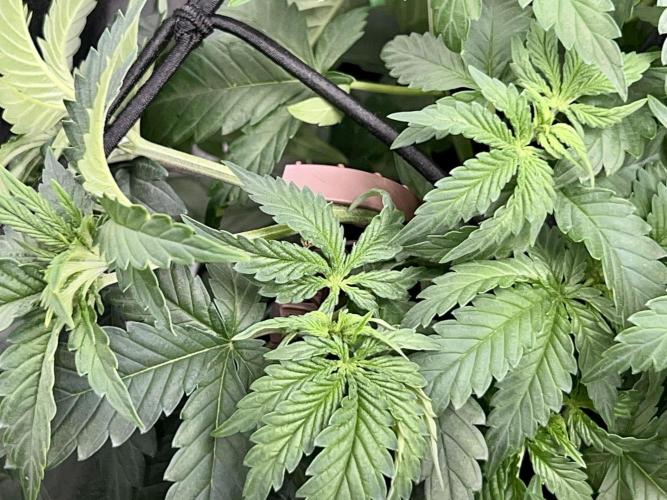 Royal Gorilla. Week 5