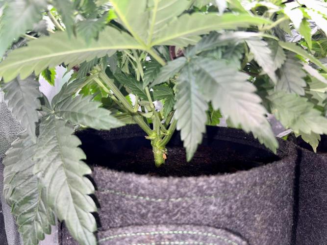 Taktlo$$ Solo. Week 5