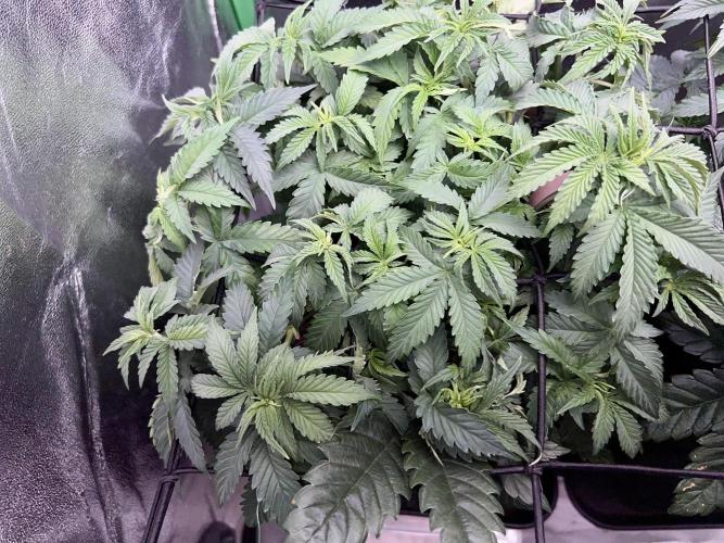 Taktlo$$ Solo. Week 5