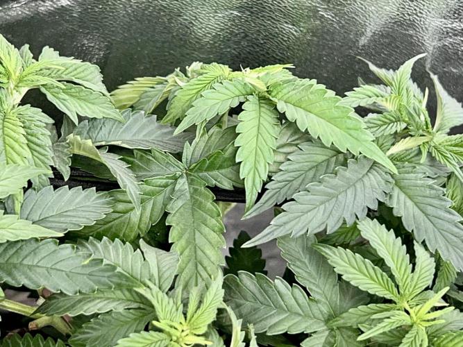 Taktlo$$ Solo. Week 5