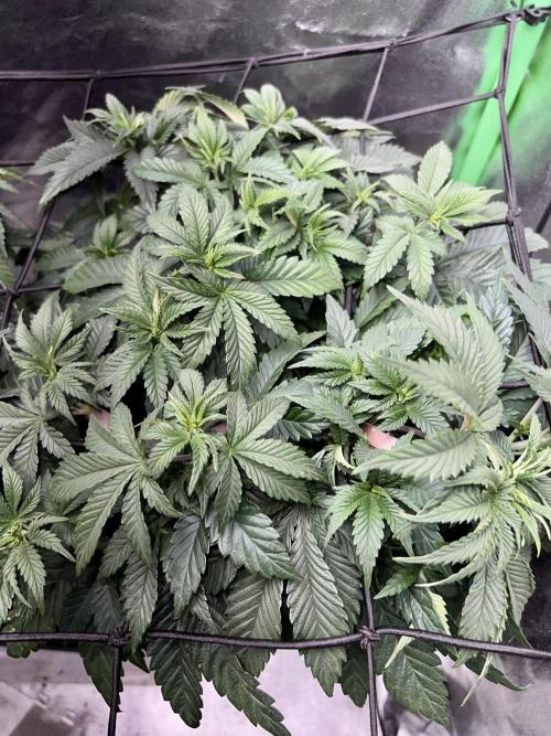 Samy Deluxe Solo. Week 5