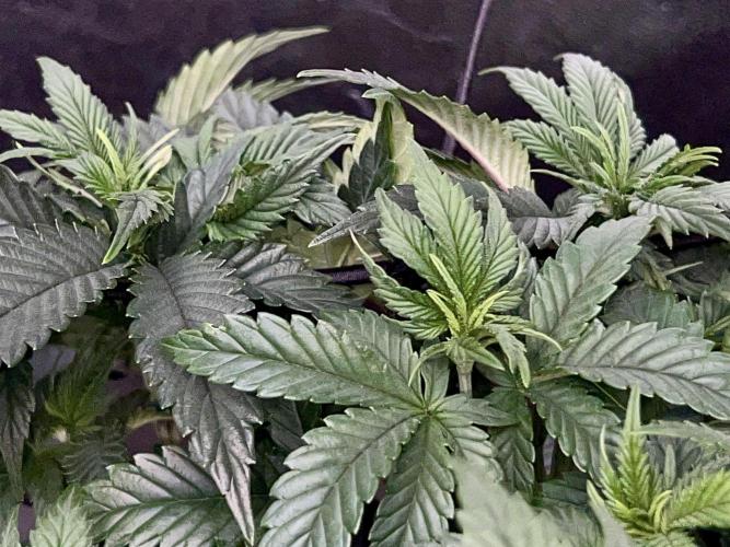 Samy Deluxe Solo. Week 5