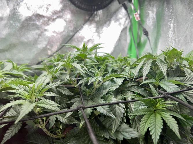 Samy Deluxe Solo. Week 5