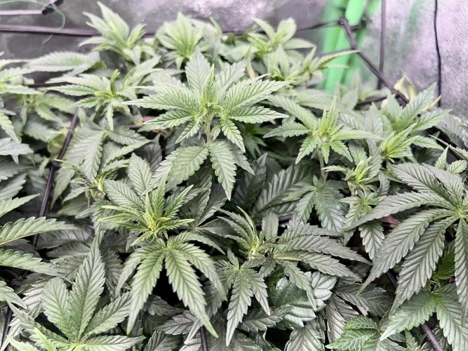 Dynamite Diesel. Week 5