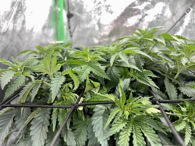 Taktlo$$ Solo. Week 5