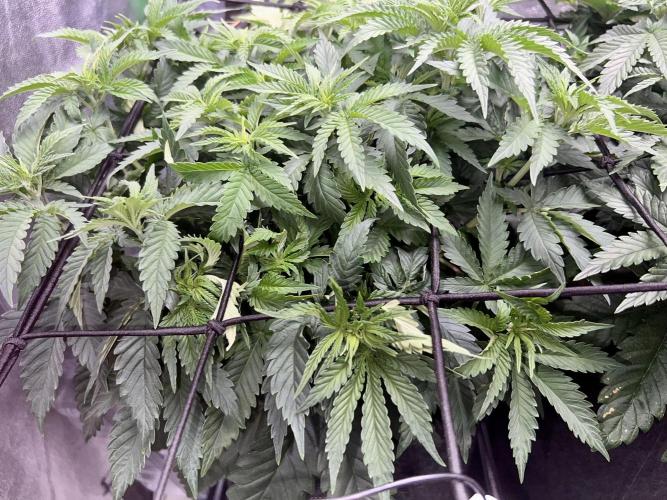 Taktlo$$ Solo. Week 5