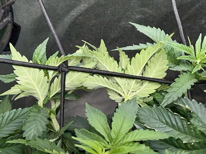 Royal Gorilla. Week 5
