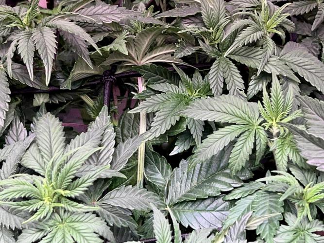 Samy Deluxe Solo. Week 6