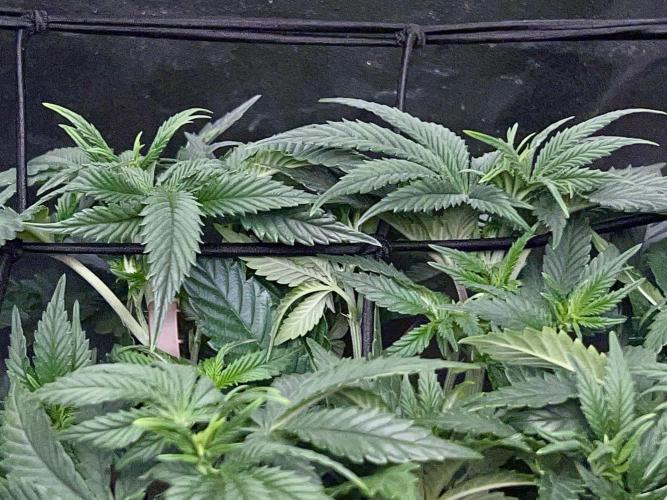 Samy Deluxe Solo. Week 6