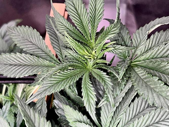 Samy Deluxe Solo. Week 6