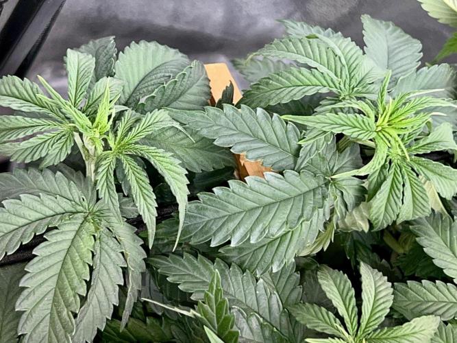 Taktlo$$ Solo. Week 6