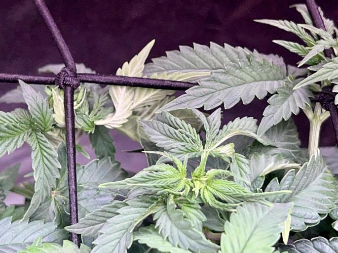 Taktlo$$ Solo. Week 6