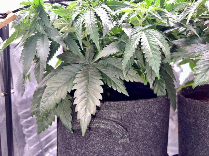 Taktlo$$ Solo. Week 6