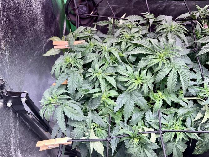 Taktlo$$ Solo. Week 6