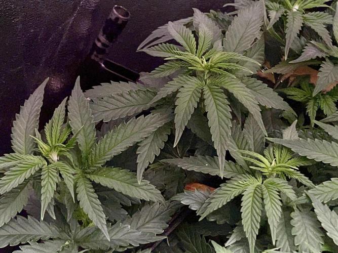 Taktlo$$ Solo. Week 6