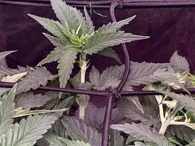 Taktlo$$ Solo. Week 6