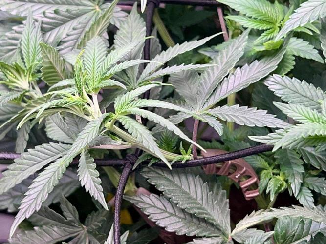Samy Deluxe Solo. Week 6