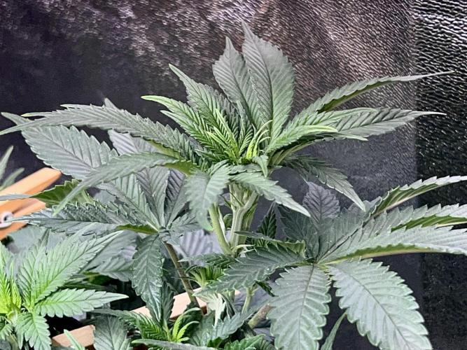 Samy Deluxe Solo. Week 6