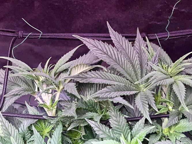 Samy Deluxe Solo. Week 6