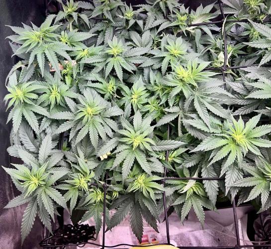 Taktlo$$ Solo. Week 7