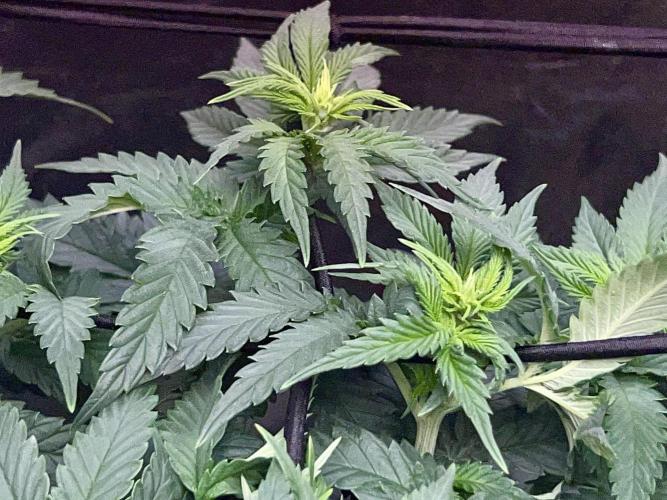 Taktlo$$ Solo. Week 7