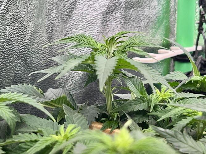 Taktlo$$ Solo. Week 7