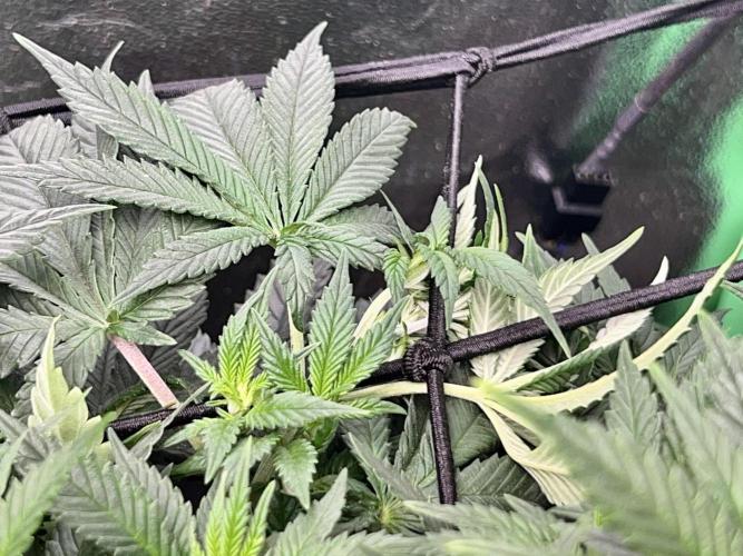 Samy Deluxe Solo. Week 7