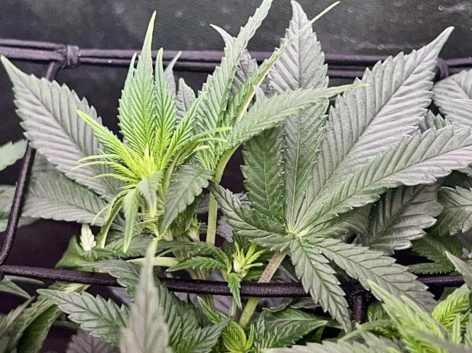 Samy Deluxe Solo. Week 7