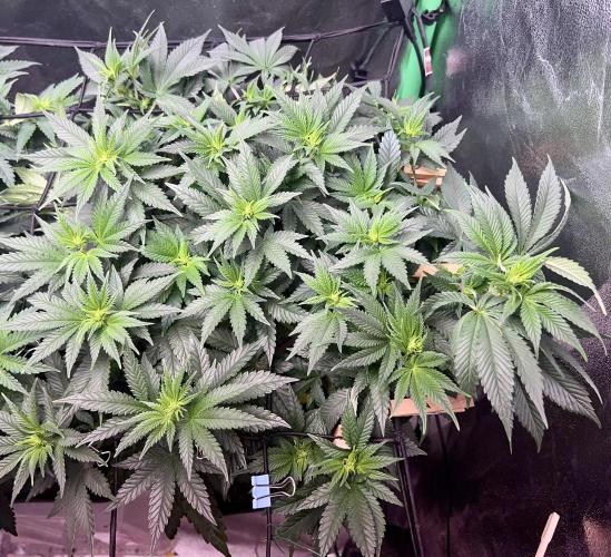 Samy Deluxe Solo. Week 7