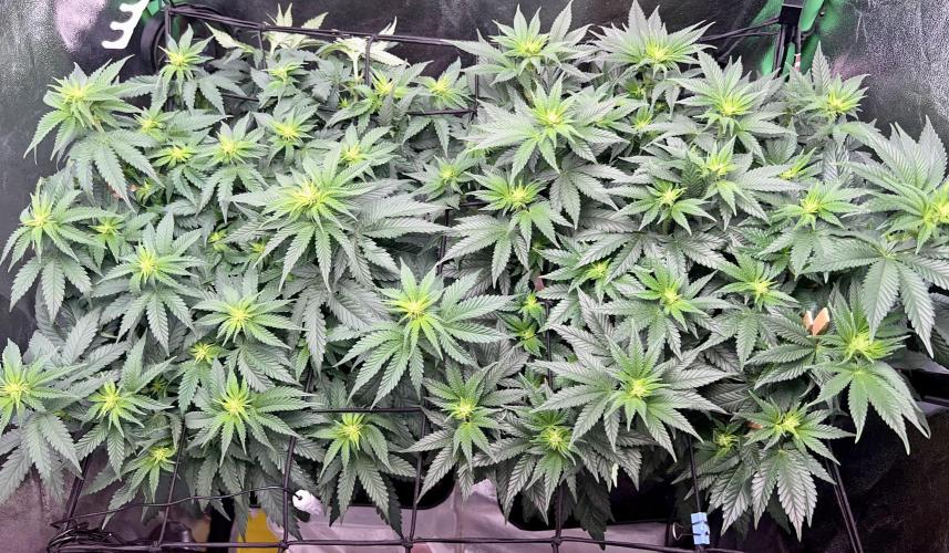 Samy Deluxe Solo. Week 7
