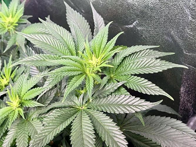 Samy Deluxe Solo. Week 7
