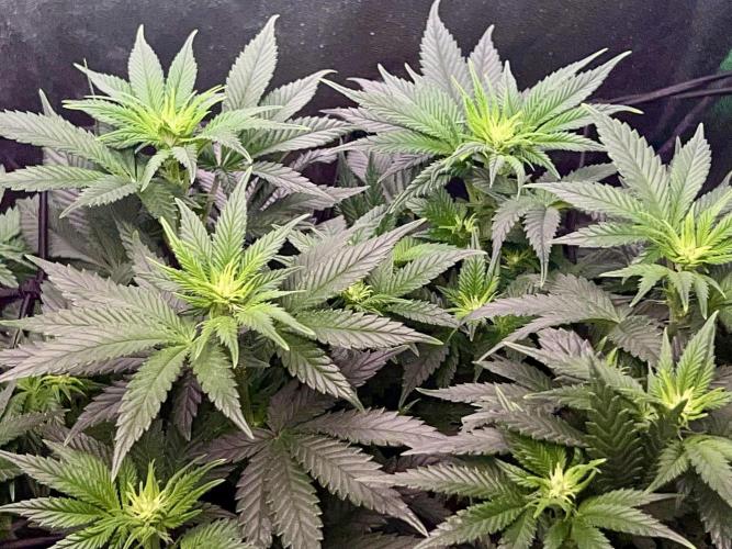 Samy Deluxe Solo. Week 7
