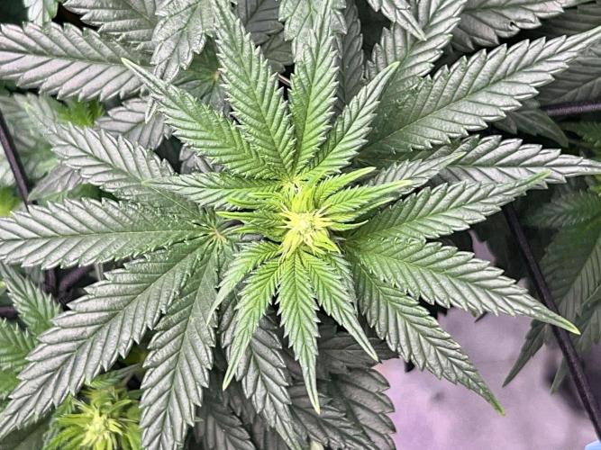 Samy Deluxe Solo. Week 7