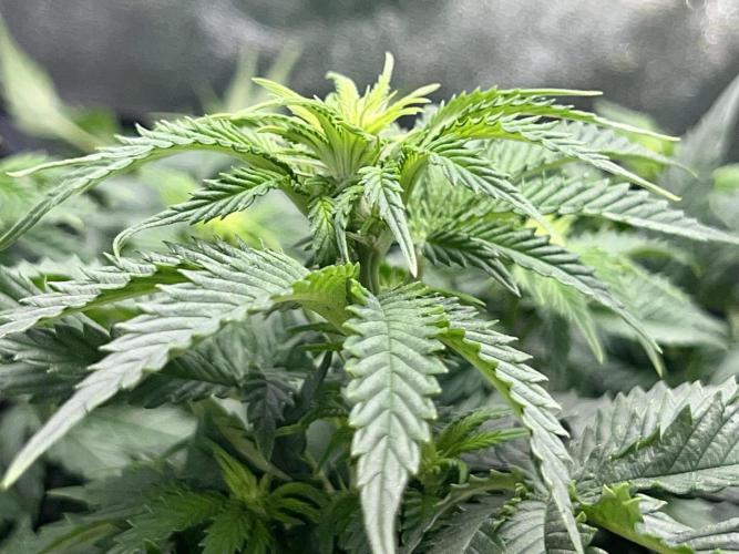 Taktlo$$ Solo. Week 7