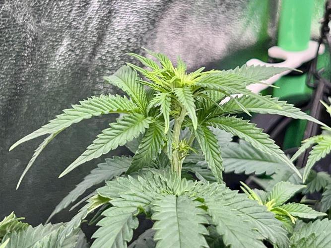 Taktlo$$ Solo. Week 7