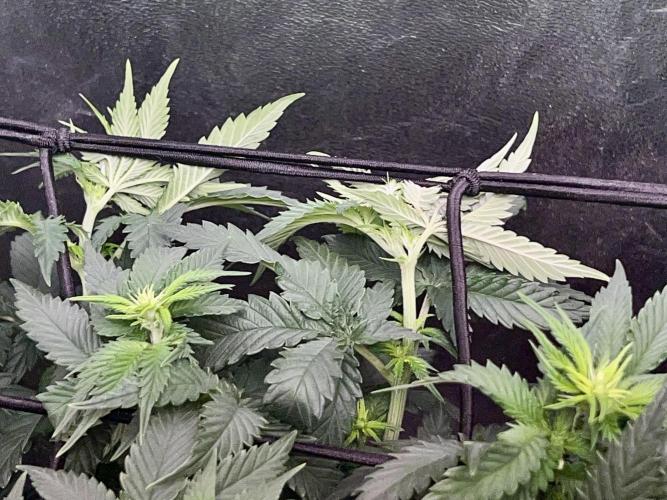 Taktlo$$ Solo. Week 7