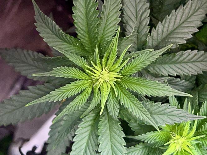 Taktlo$$ Solo. Week 7