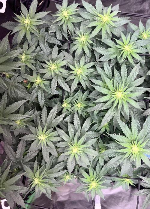 Taktlo$$ Solo. Week 7