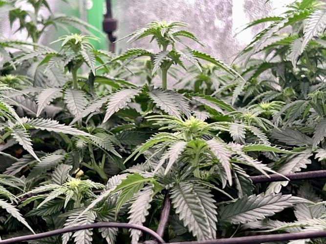 Taktlo$$ Solo. Week 7