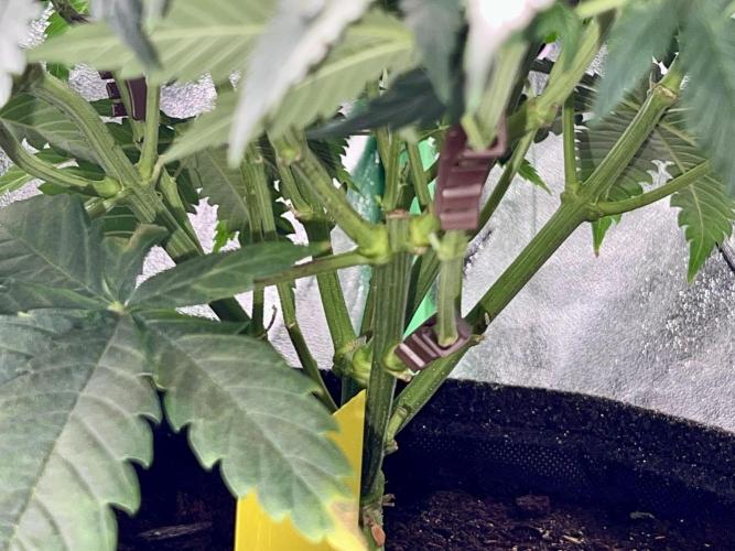 Taktlo$$ Solo. Week 7