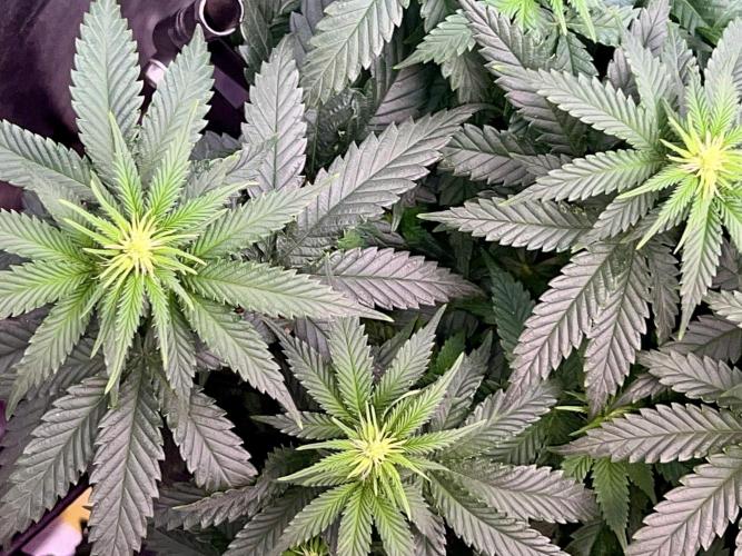 Taktlo$$ Solo. Week 7